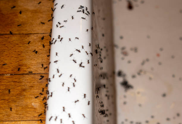 Best Affordable Pest Control Services  in Miamisburg, OH